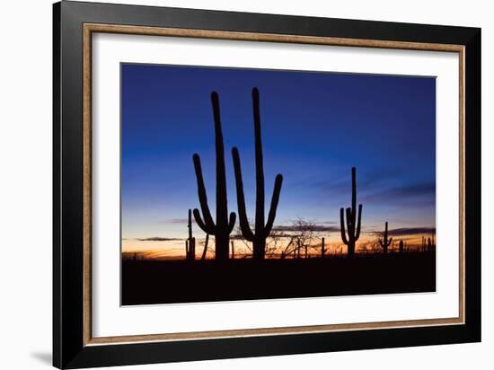 Classic Saguaro Sunset II-Larry Malvin-Framed Photographic Print