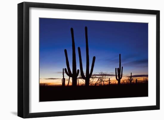 Classic Saguaro Sunset II-Larry Malvin-Framed Photographic Print