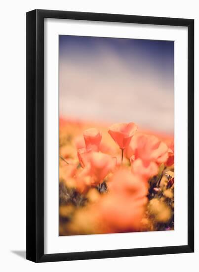 Classic Vintage Poppy Retro Design Wildflower Spring California-Vincent James-Framed Photographic Print