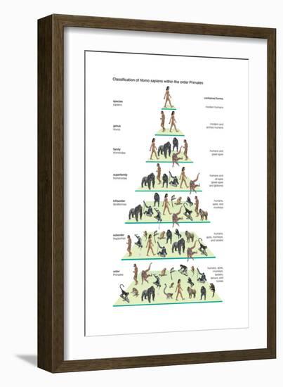 Classification of Modern Humans (Homo Sapiens) Within the Order Primates-Encyclopaedia Britannica-Framed Art Print