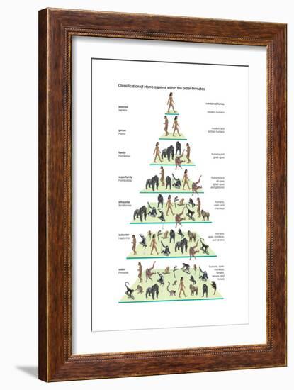 Classification of Modern Humans (Homo Sapiens) Within the Order Primates-Encyclopaedia Britannica-Framed Art Print