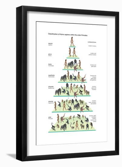 Classification of Modern Humans (Homo Sapiens) Within the Order Primates-Encyclopaedia Britannica-Framed Art Print