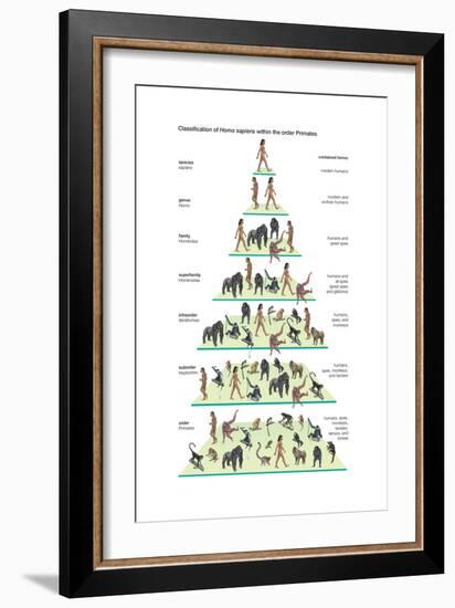 Classification of Modern Humans (Homo Sapiens) Within the Order Primates-Encyclopaedia Britannica-Framed Art Print