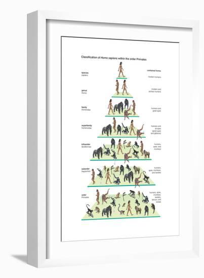 Classification of Modern Humans (Homo Sapiens) Within the Order Primates-Encyclopaedia Britannica-Framed Art Print