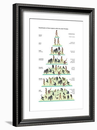 Classification of Modern Humans (Homo Sapiens) Within the Order Primates-Encyclopaedia Britannica-Framed Art Print