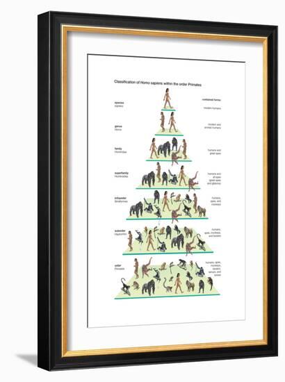 Classification of Modern Humans (Homo Sapiens) Within the Order Primates-Encyclopaedia Britannica-Framed Art Print