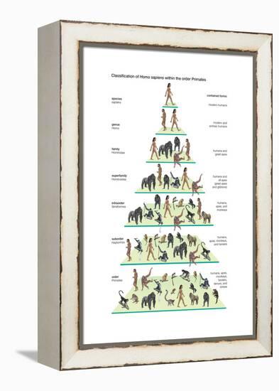 Classification of Modern Humans (Homo Sapiens) Within the Order Primates-Encyclopaedia Britannica-Framed Stretched Canvas