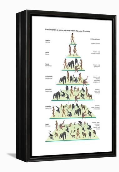 Classification of Modern Humans (Homo Sapiens) Within the Order Primates-Encyclopaedia Britannica-Framed Stretched Canvas