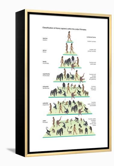 Classification of Modern Humans (Homo Sapiens) Within the Order Primates-Encyclopaedia Britannica-Framed Stretched Canvas