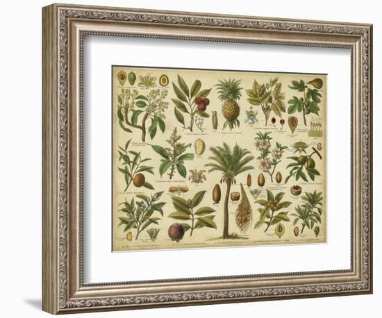 Classification of Tropical Plants-Vision Studio-Framed Premium Giclee Print