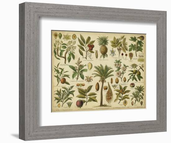 Classification of Tropical Plants-Vision Studio-Framed Premium Giclee Print