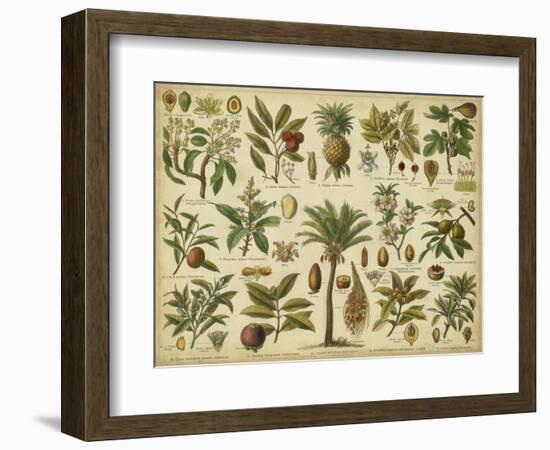 Classification of Tropical Plants-Vision Studio-Framed Premium Giclee Print