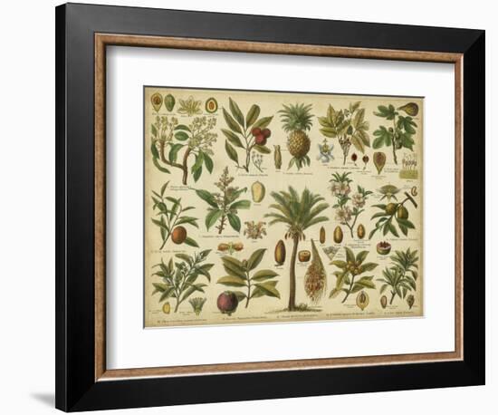 Classification of Tropical Plants-Vision Studio-Framed Premium Giclee Print