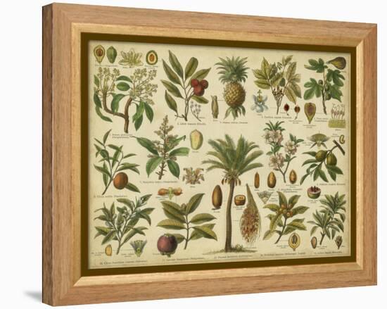 Classification of Tropical Plants-Vision Studio-Framed Stretched Canvas