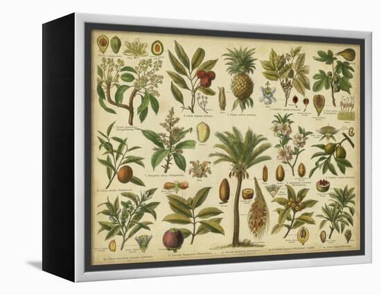 Classification of Tropical Plants-Vision Studio-Framed Stretched Canvas