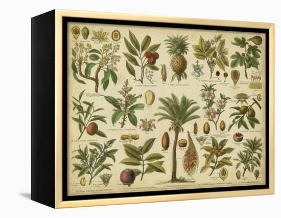 Classification of Tropical Plants-Vision Studio-Framed Stretched Canvas