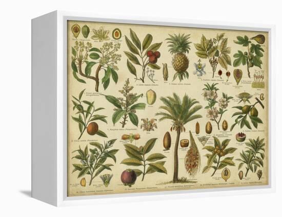 Classification of Tropical Plants-Vision Studio-Framed Stretched Canvas