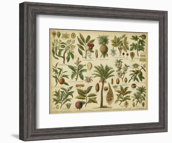 Classification of Tropical Plants-Vision Studio-Framed Art Print