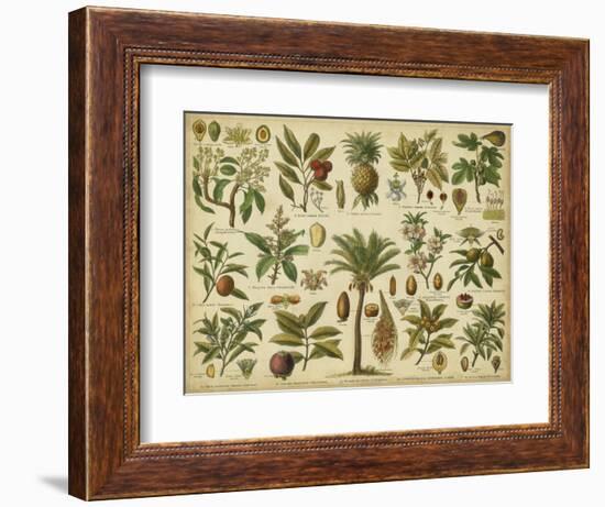 Classification of Tropical Plants-Vision Studio-Framed Art Print