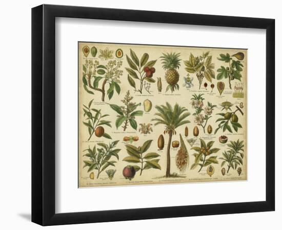 Classification of Tropical Plants-Vision Studio-Framed Art Print