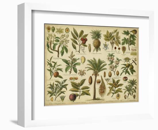 Classification of Tropical Plants-Vision Studio-Framed Art Print