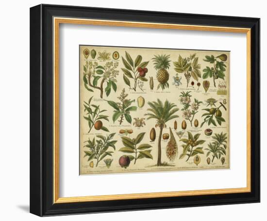 Classification of Tropical Plants-Vision Studio-Framed Art Print