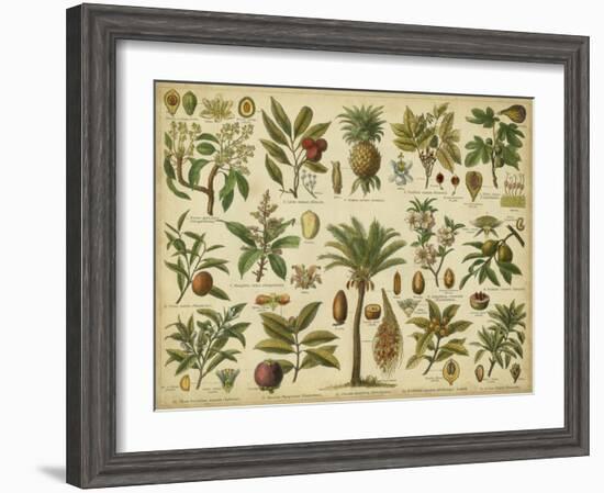 Classification of Tropical Plants-Vision Studio-Framed Art Print