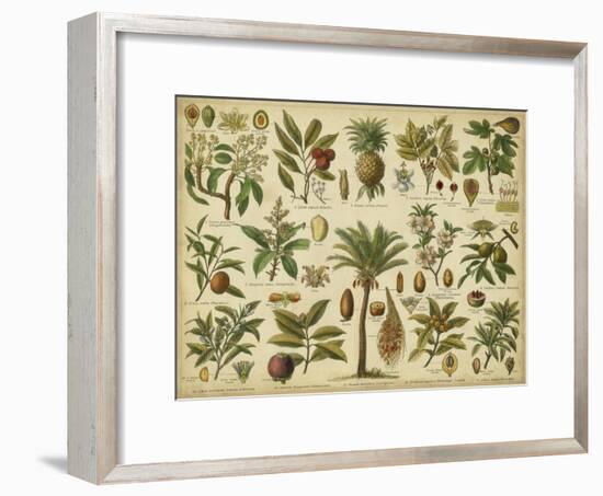 Classification of Tropical Plants-Vision Studio-Framed Art Print