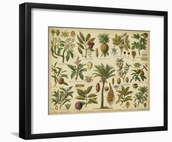 Classification of Tropical Plants-Vision Studio-Framed Art Print