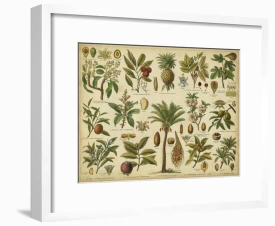 Classification of Tropical Plants-Vision Studio-Framed Art Print