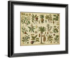 Classification of Tropical Plants-Vision Studio-Framed Art Print