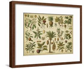 Classification of Tropical Plants-Vision Studio-Framed Art Print