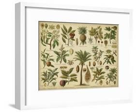 Classification of Tropical Plants-Vision Studio-Framed Art Print