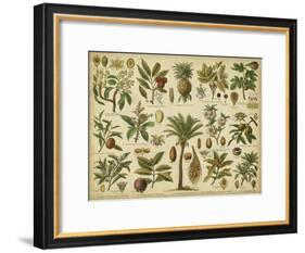 Classification of Tropical Plants-Vision Studio-Framed Art Print