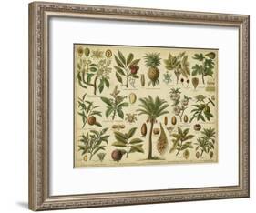 Classification of Tropical Plants-Vision Studio-Framed Art Print
