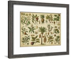Classification of Tropical Plants-Vision Studio-Framed Art Print