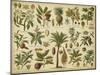 Classification of Tropical Plants-Vision Studio-Mounted Art Print