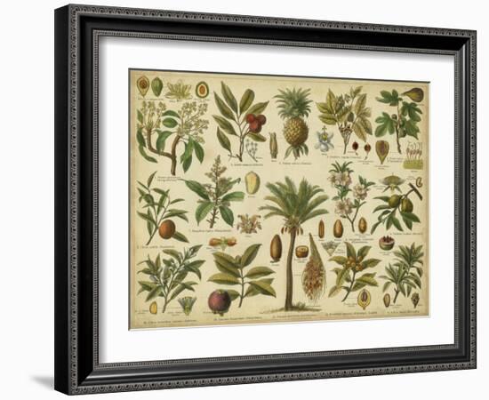 Classification of Tropical Plants-Vision Studio-Framed Art Print