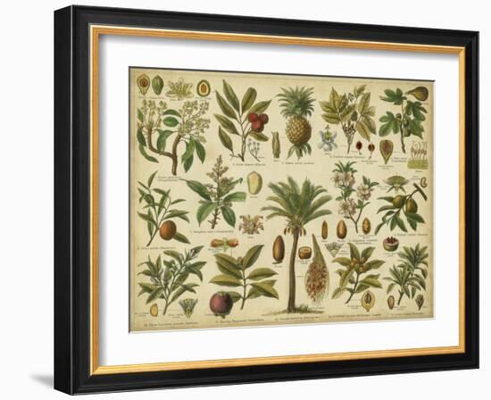 Classification of Tropical Plants-Vision Studio-Framed Art Print