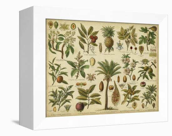 Classification of Tropical Plants-Vision Studio-Framed Stretched Canvas