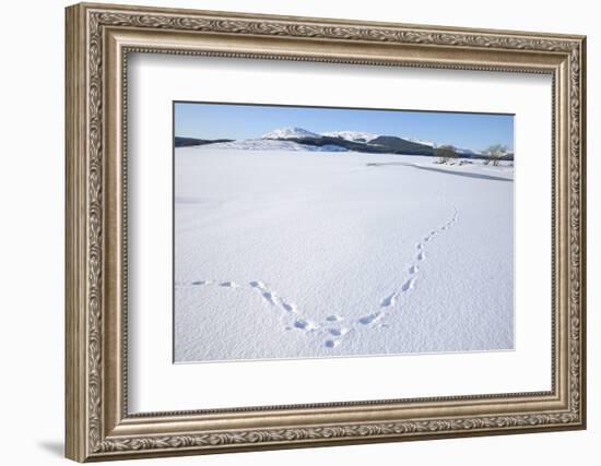 Clatteringshaws Loch, Frozen and Covered in Winter Snow, Dumfries and Galloway, Scotland, UK-Gary Cook-Framed Photographic Print