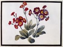 Auricula, C.1690-Claude Aubriet-Giclee Print