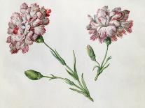 Carnations-Claude Aubriet-Giclee Print