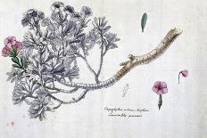 Caryophyllus Arboreus and Seriphius, from a Work by Joseph Pitton De Tournefort-Claude Aubriet-Giclee Print