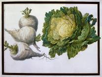 Turnip, Cabbage-Claude Aubriet-Laminated Giclee Print
