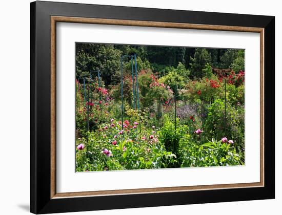 Claude Monet's Garden in Giverny, Department of Eure, Upper Normandy, France-null-Framed Art Print