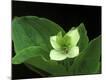 Premium Photographic Print