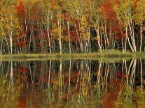Fall Foliage and Birch Reflections, Hiawatha National Forest, Michigan, USA-Claudia Adams-Photographic Print