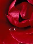 Red Rose, American Beauty, with Tear Drop, Rochester, Michigan, USA-Claudia Adams-Photographic Print