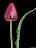 Texas Bluebonnet and Indian Paintbrush, Texas, USA-Claudia Adams-Photographic Print